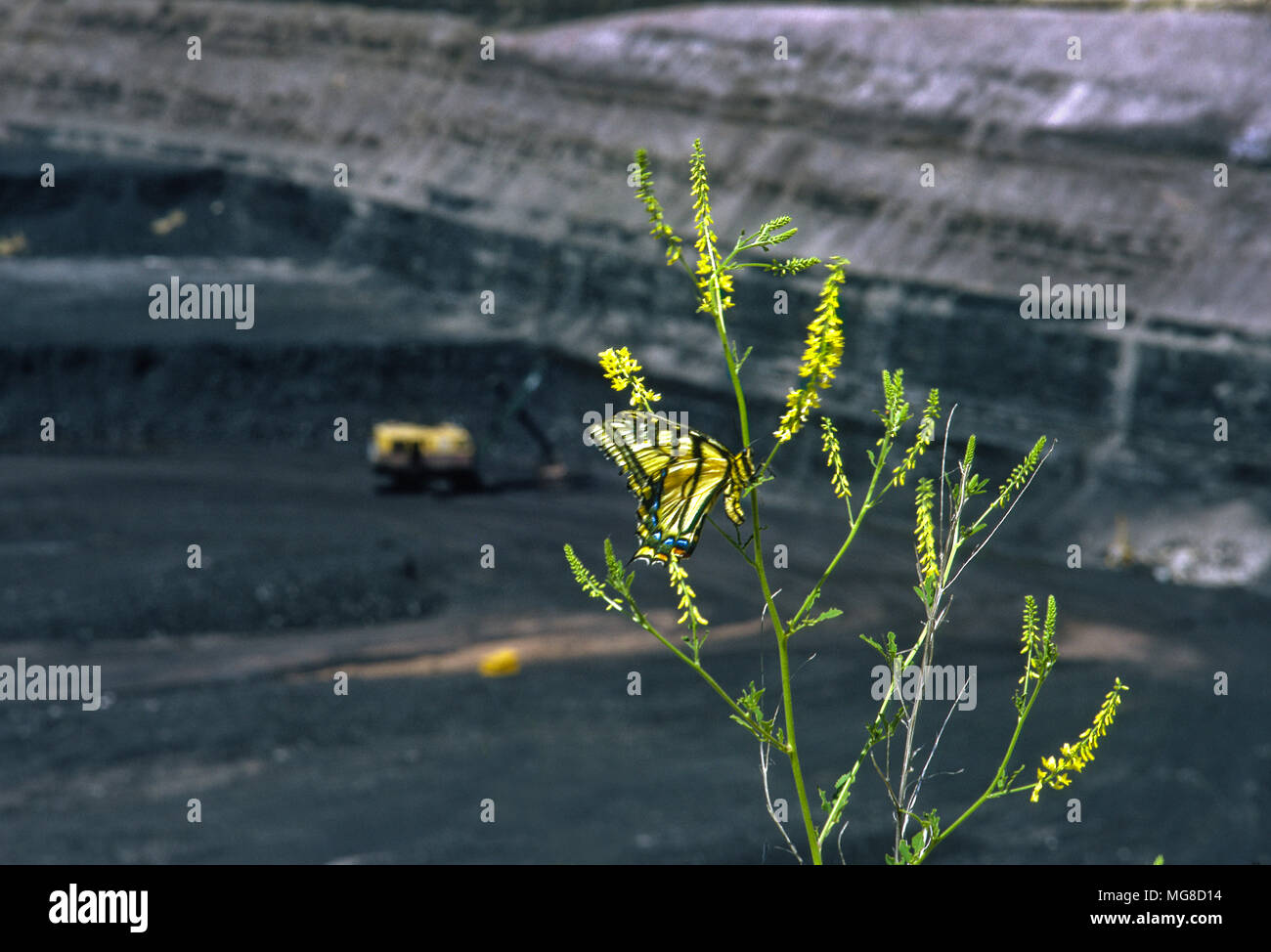 Ein Schmetterling hängt an einer Blume am Rande einer riesigen Tagebau-Kohlemine im Norden von Wyoming, die symbolisch für die Bedrohung des Lebens durch fossile Brennstoffe steht Stockfoto