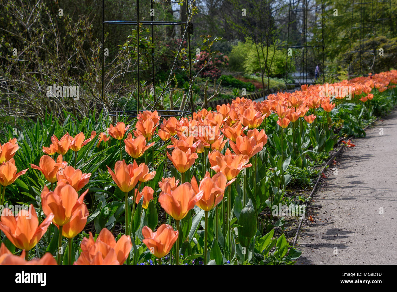 Aprikose Emperer Tulip blühen Blumen in einem Blumenbeet Stockfoto