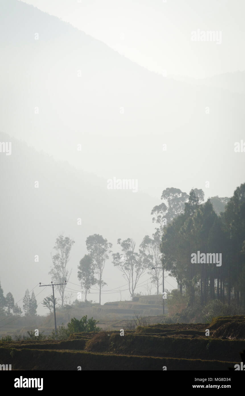 Misty Bäume und Hügel, Punakha, Bhutan Stockfoto