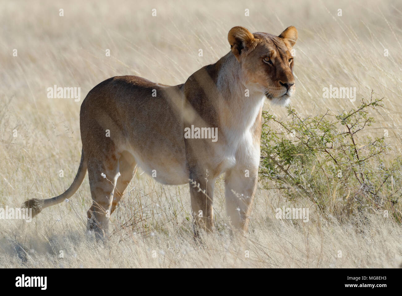 Löwin (Panthera leo) stehen in trockenem Gras, Alert, heraus aufpassen, Etosha National Park, Namibia Stockfoto