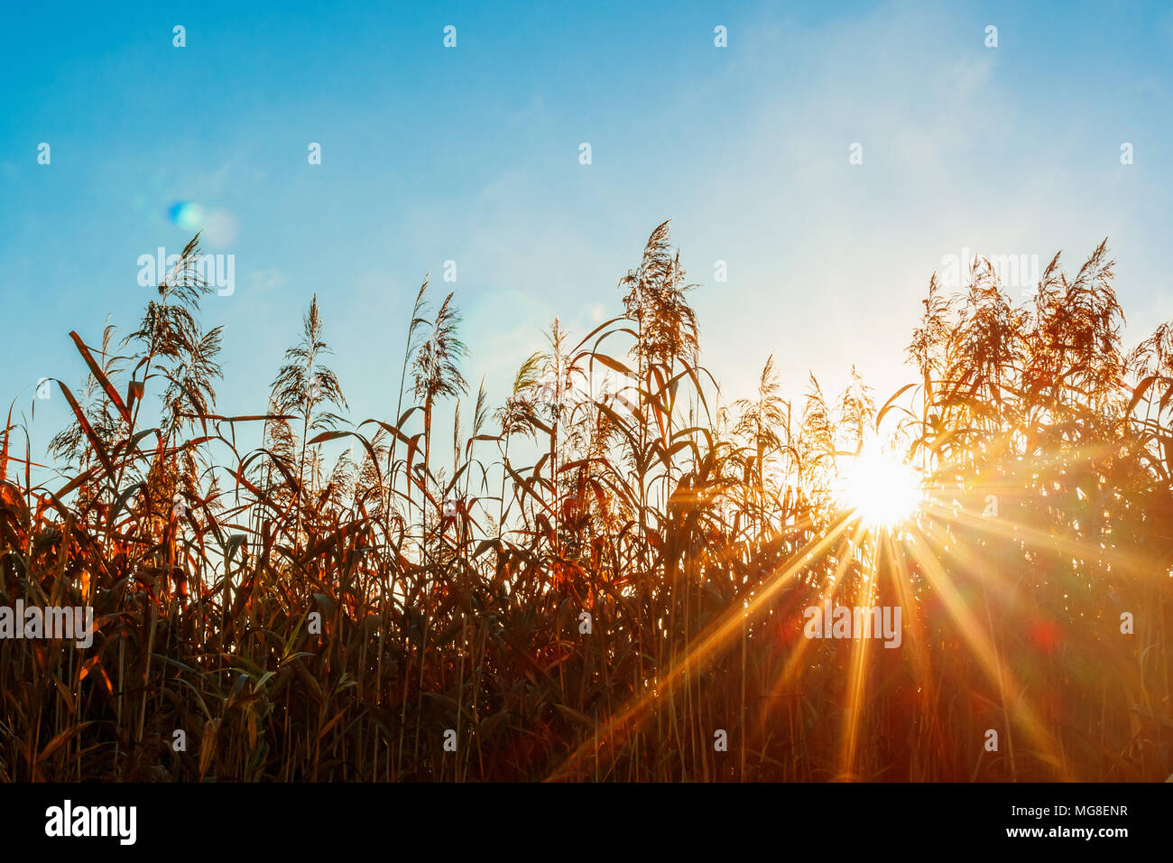 Sonnenstrahlen durch das Gras. Sonnenlicht Hintergrund Licht. Instant getonten Bild Stockfoto