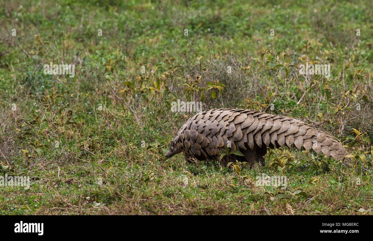 Seltene Schuppentier, Serengeti National Park, Tansania. Unted fast aussterben, weil es ein Lebensmittel Delikatesse in Südostasien. Stockfoto