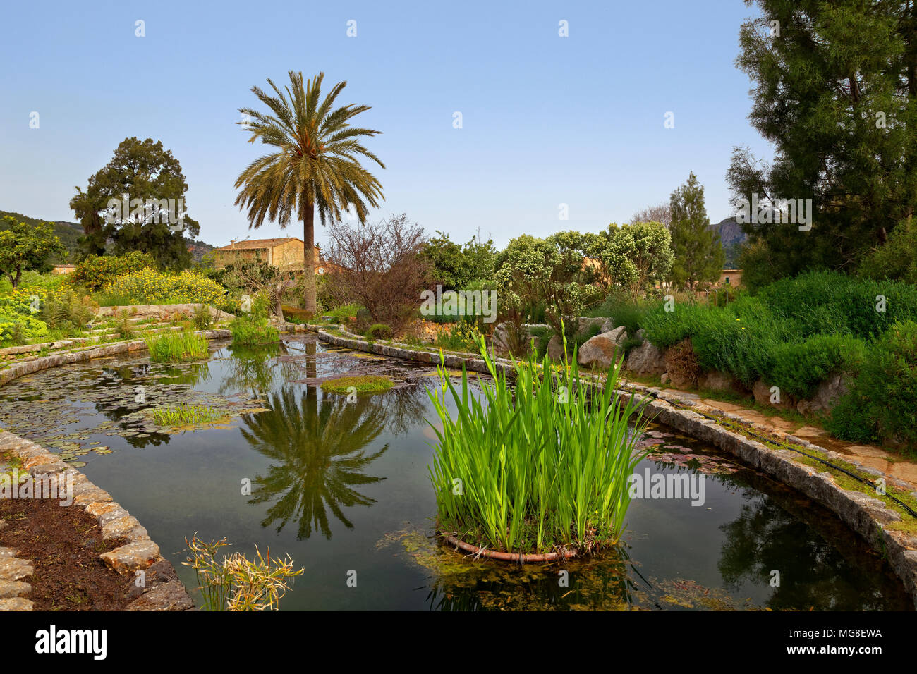 Garten Teich mit Lilien, mediterrane Pflanzen, Botanischer Garten, Sóller,  Serra de Tramuntana, Mallorca, Balearen, Spanien Stockfotografie - Alamy