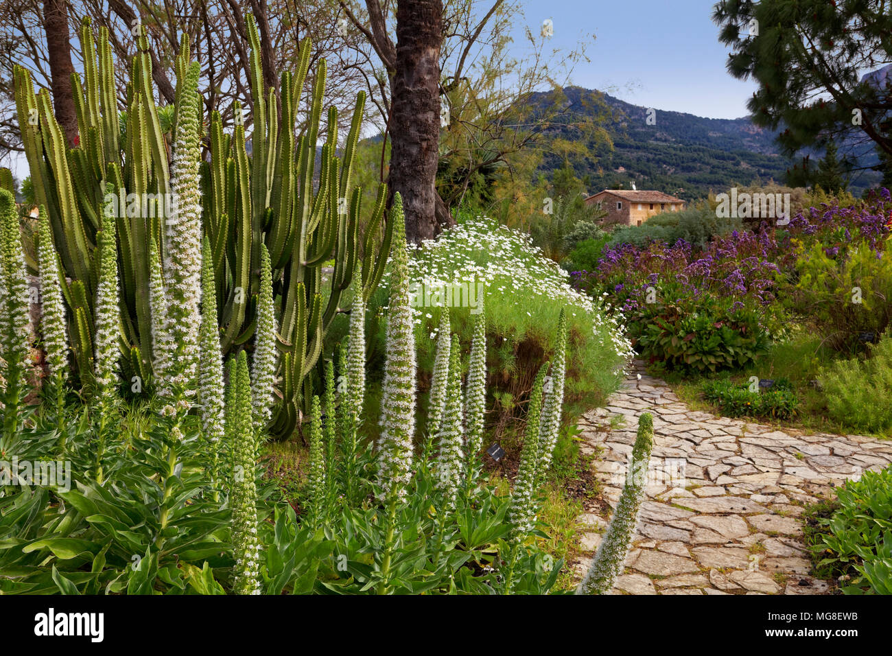 Turm Von Juwelen Echium Simplex Botanischer Garten Soller