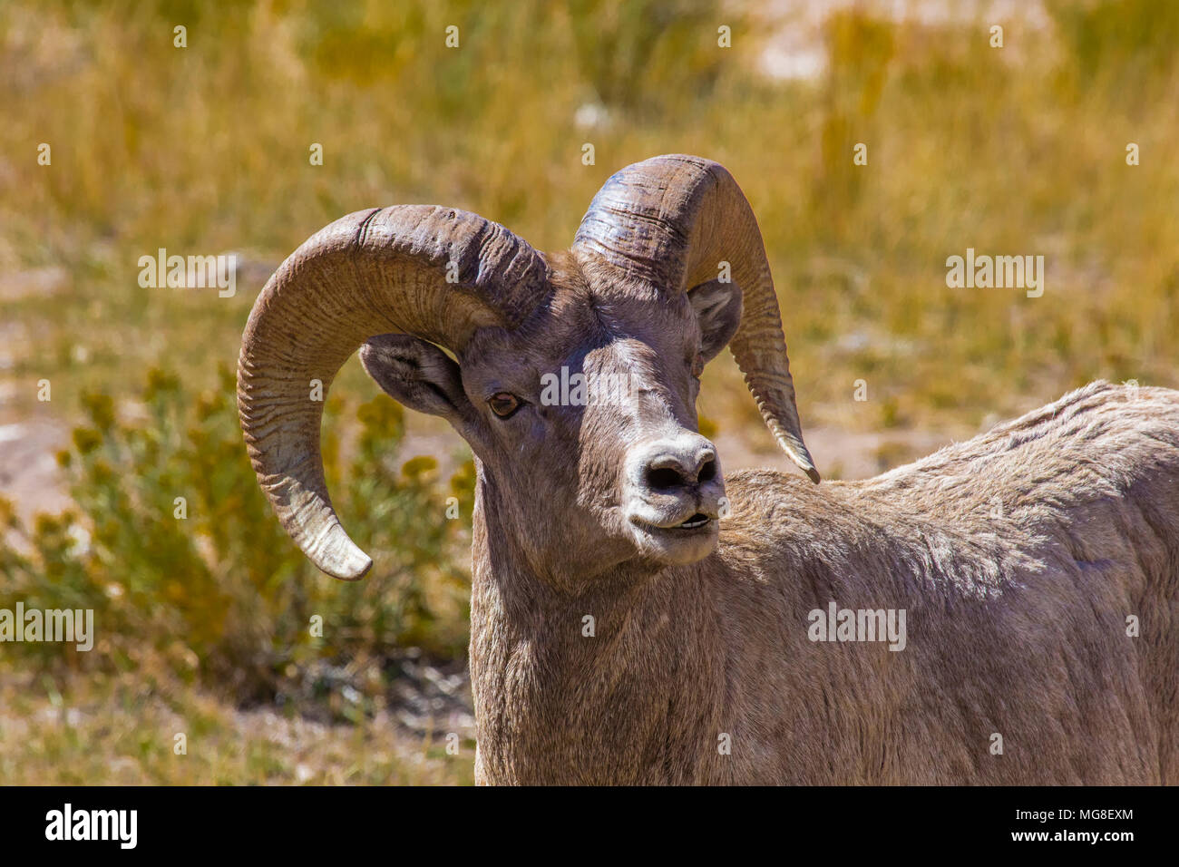 Ein bighornschafe Ram im Wind River Moountains von Wyoming Stockfoto