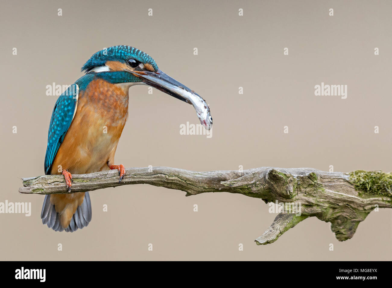 Eisvögel (Alcedo atthis), männlich mit einem Fisch als Braut Geschenk auf einem Zweig, Biosphärenreservat Mittlere Elbe in Sachsen-Anhalt Stockfoto