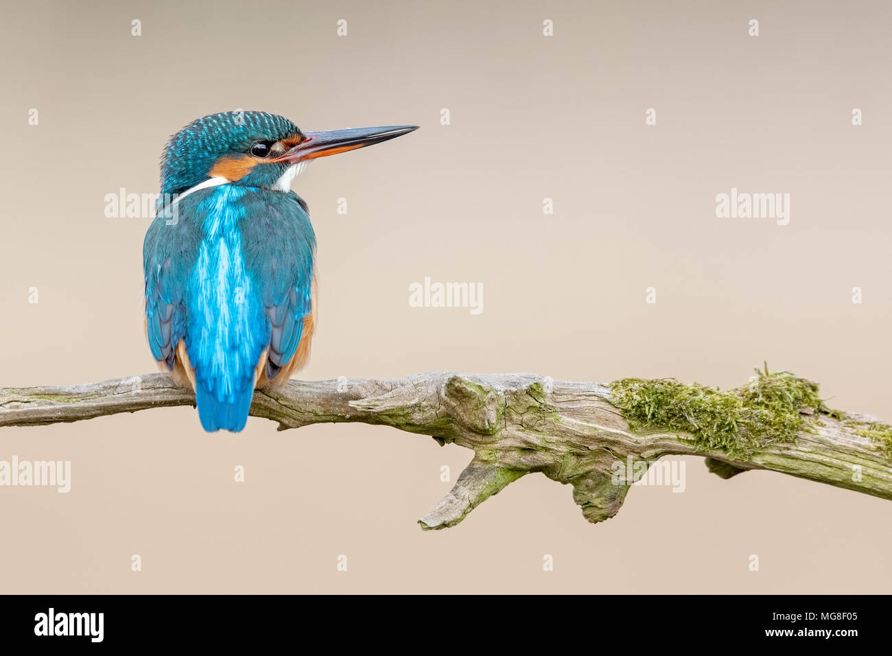 Eisvögel (Alcedo atthis), Weibliche sitzt auf einem Ast, Biosphärenreservat Mittlere Elbe, Sachsen-Anhalt, Deutschland Stockfoto