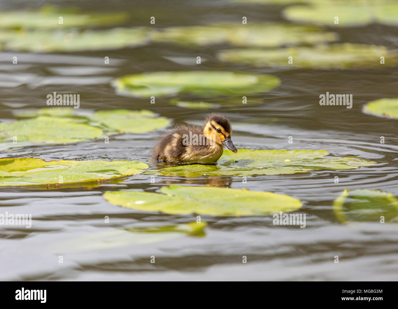 Lonely Mallard Entlein saß auf Lily in der Mitte des Sees im Laufe des Tages Stockfoto