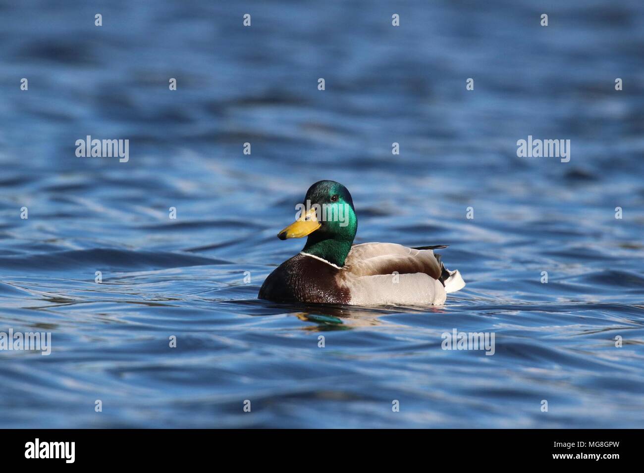 Ein drake Stockente Anas platyrhynchos Schwimmen auf einem blauen See Stockfoto