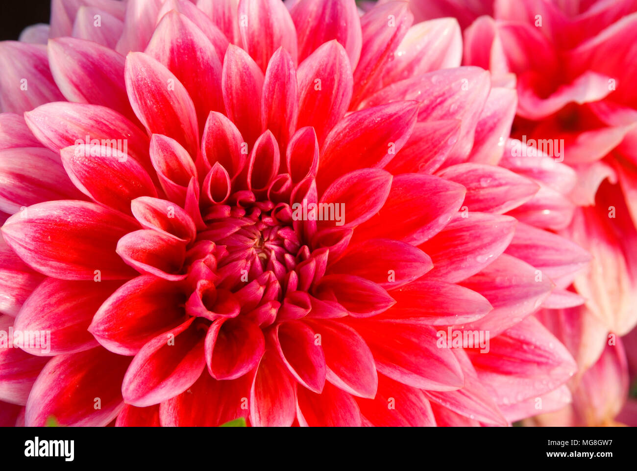 Canby Centennial Dahlia, Swan Insel Dahlien, Clackamas County, Oregon Stockfoto