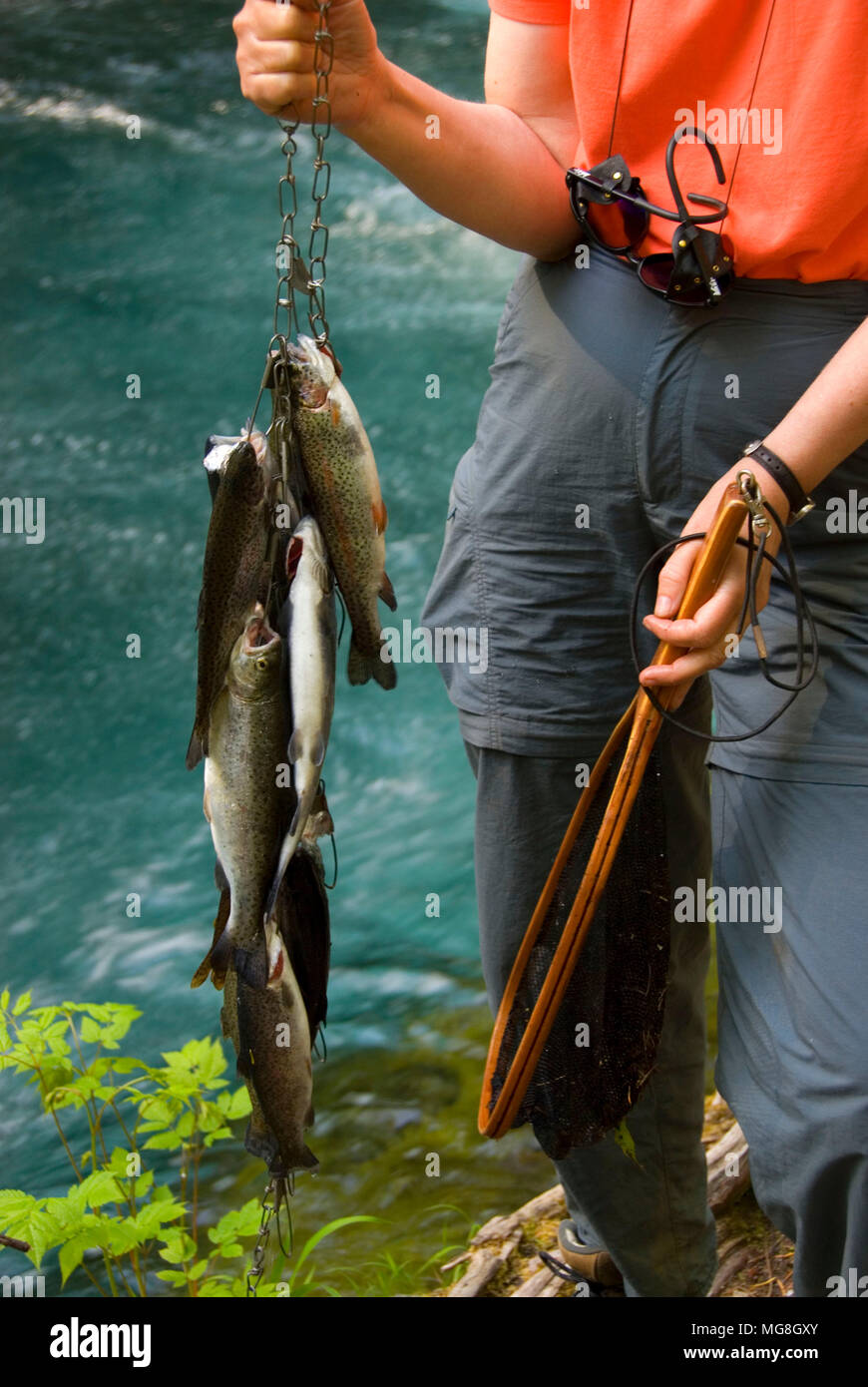 Fisch-Stringer mit Forellen, McKenzie Wild and Scenic River, Willamette National Forest, Oregon Stockfoto