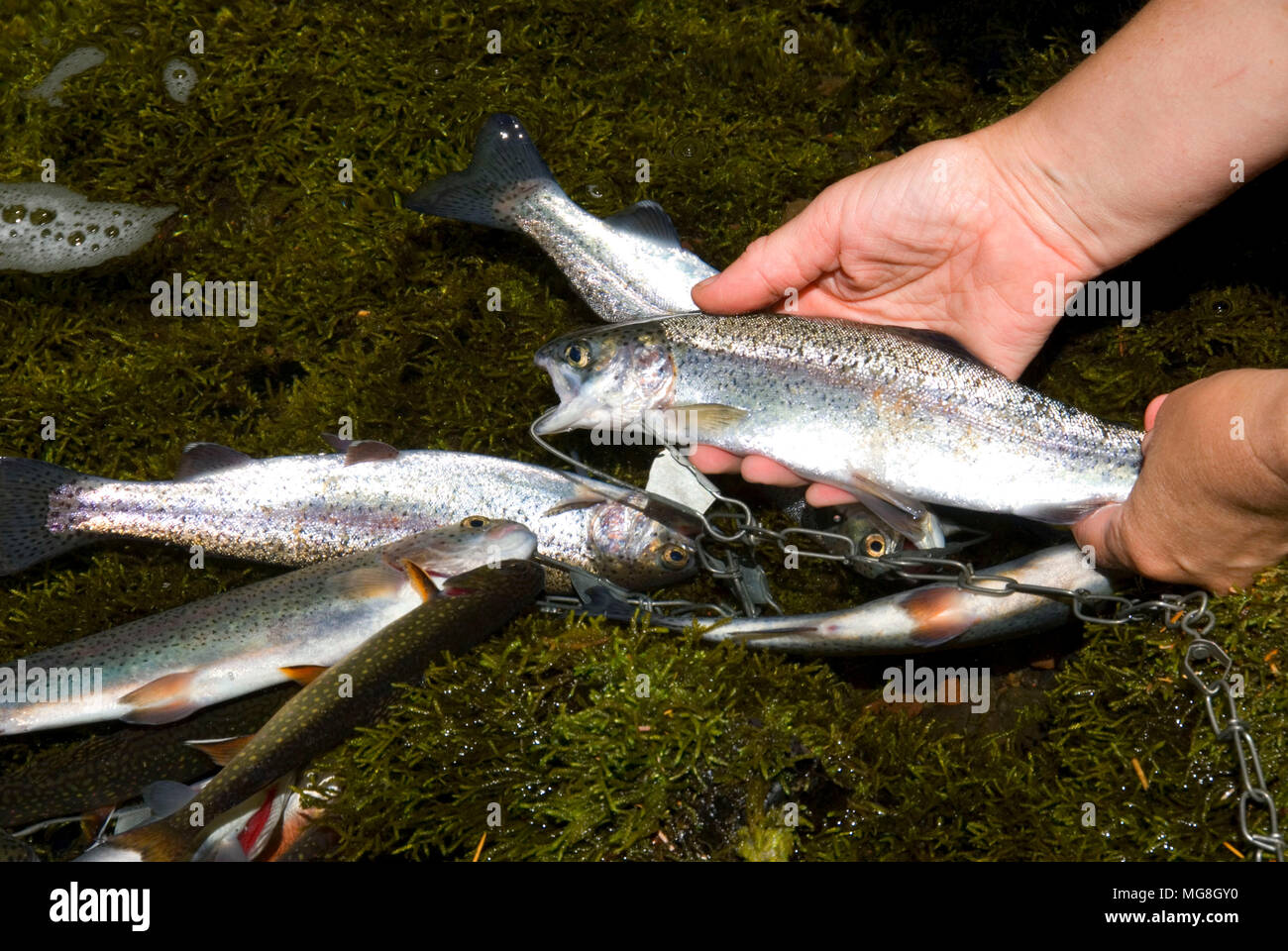Fisch-Stringer mit Forellen, McKenzie Wild and Scenic River, Willamette National Forest, Oregon Stockfoto