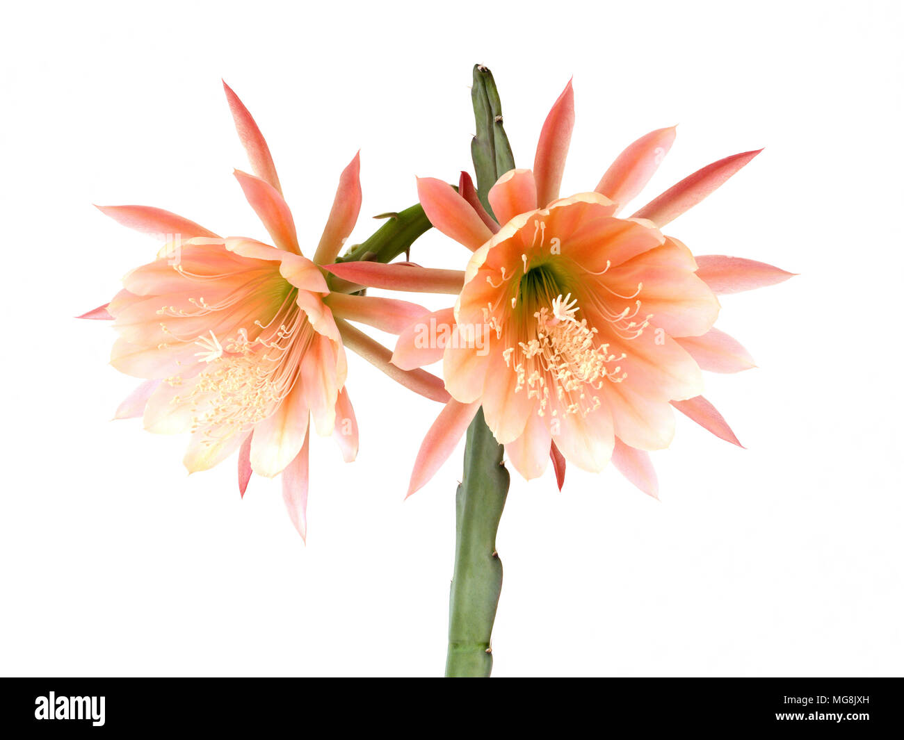 Zwei lachsfarbene Blüten von epiphyllum Kakteen (Hybrid) isoliert Stockfoto