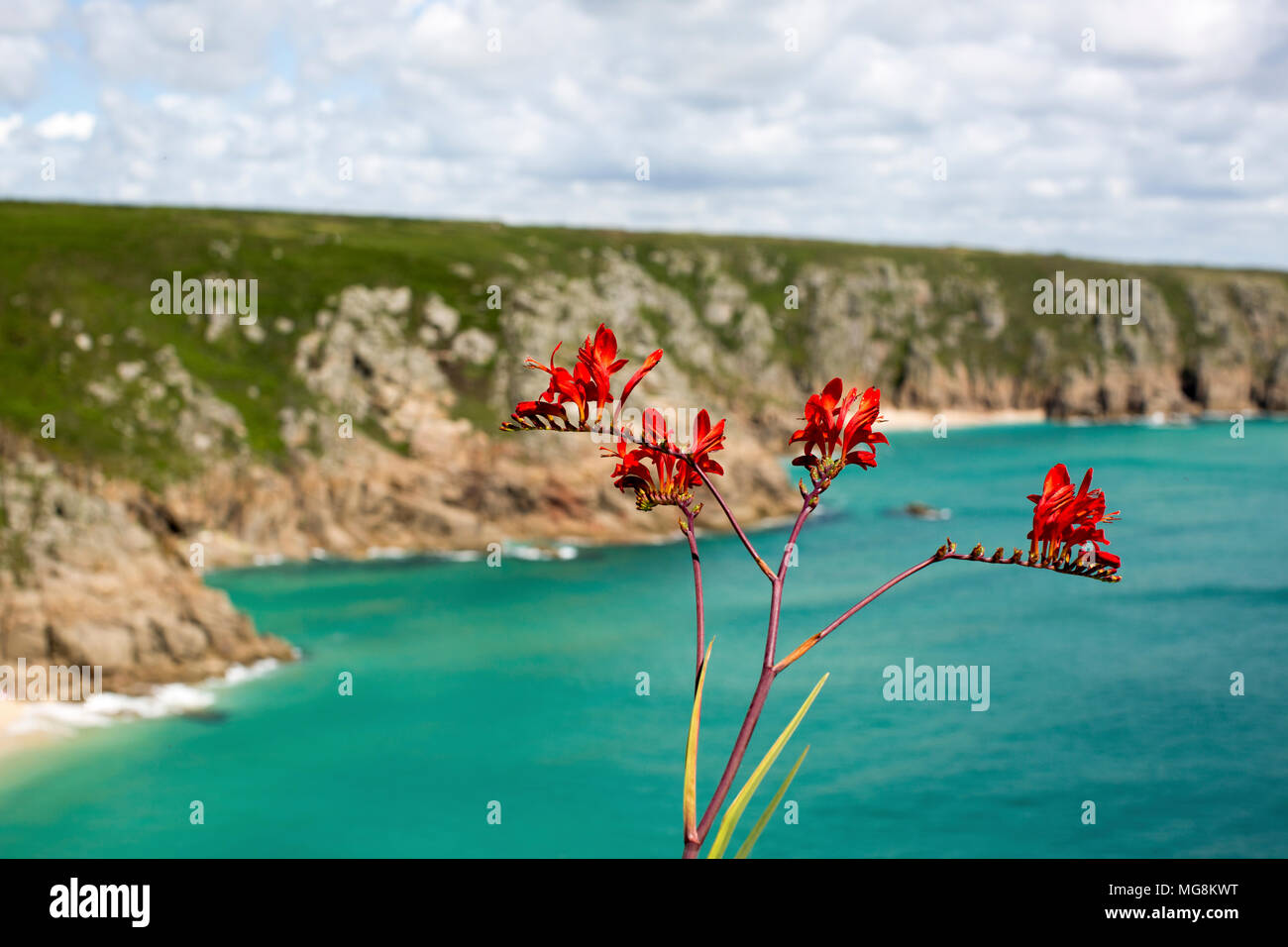Rote Blumen auf der Spitze einer Klippe im Porthcurno, Cornwall, England, United Kingdon Stockfoto