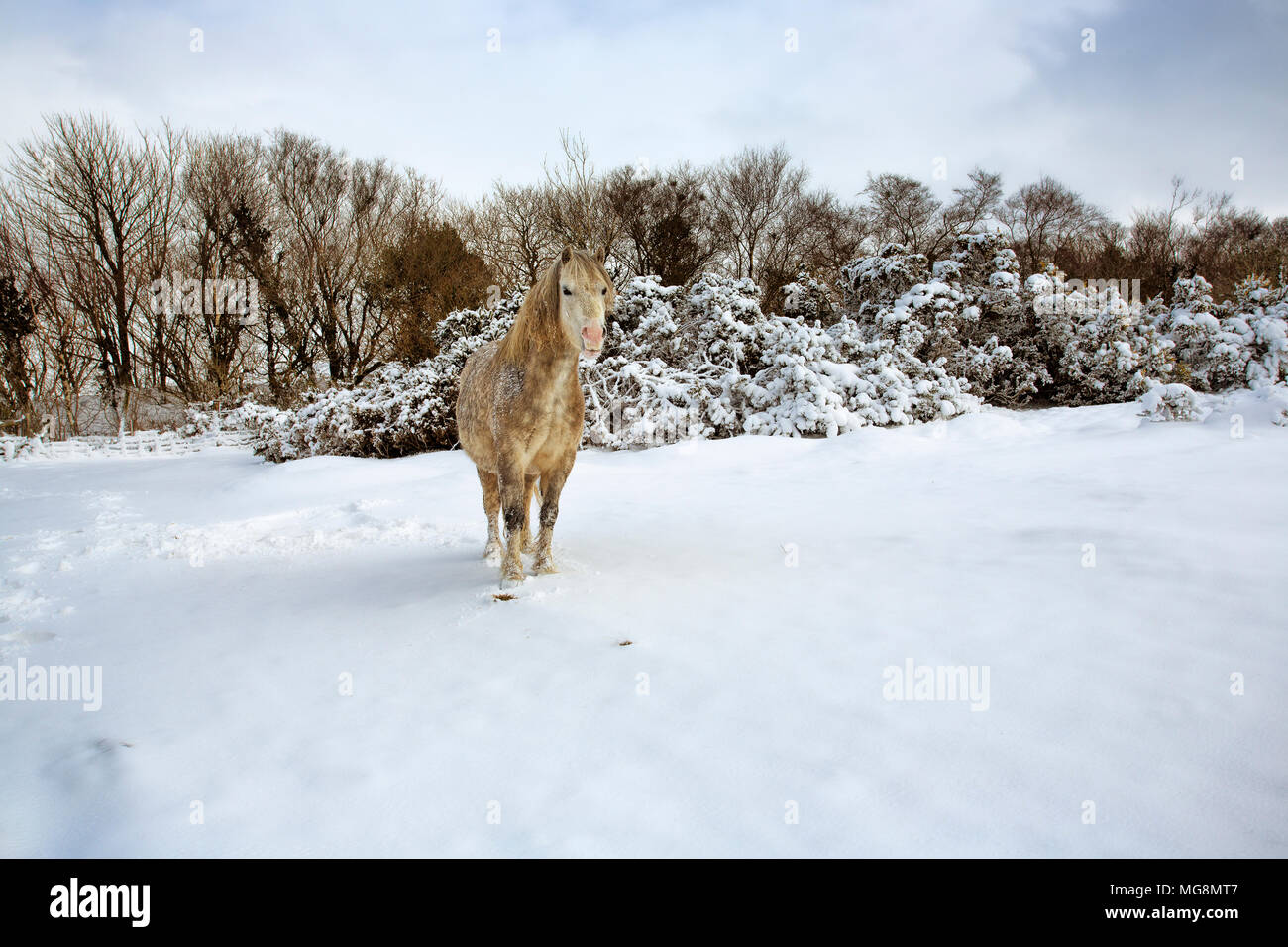 Dartmoor pony in winter snow Fotos und Bildmaterial in hoher Auflösung Alamy