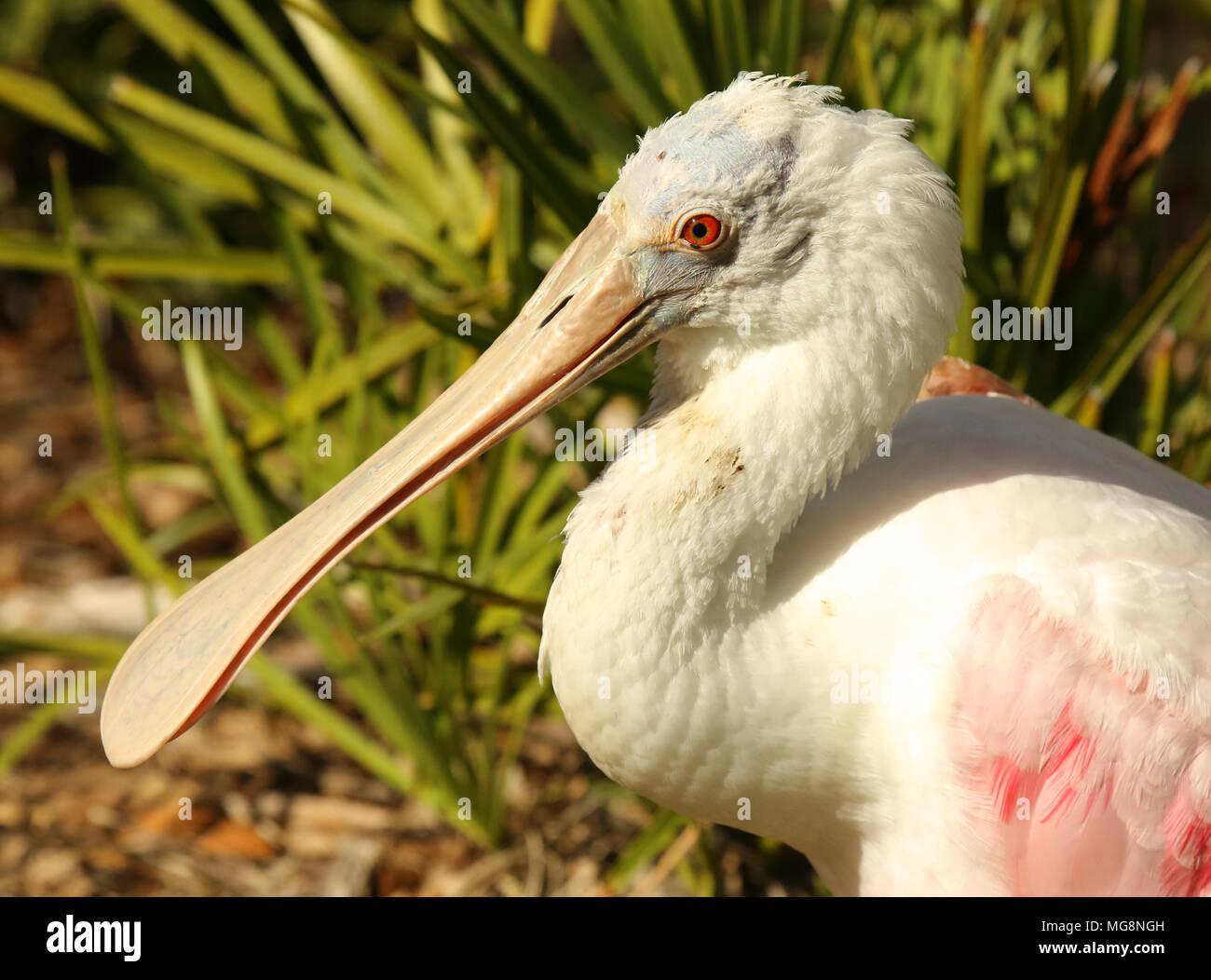 Ein Porträt des Wechsels ein Rosalöffler in Florida. Stockfoto