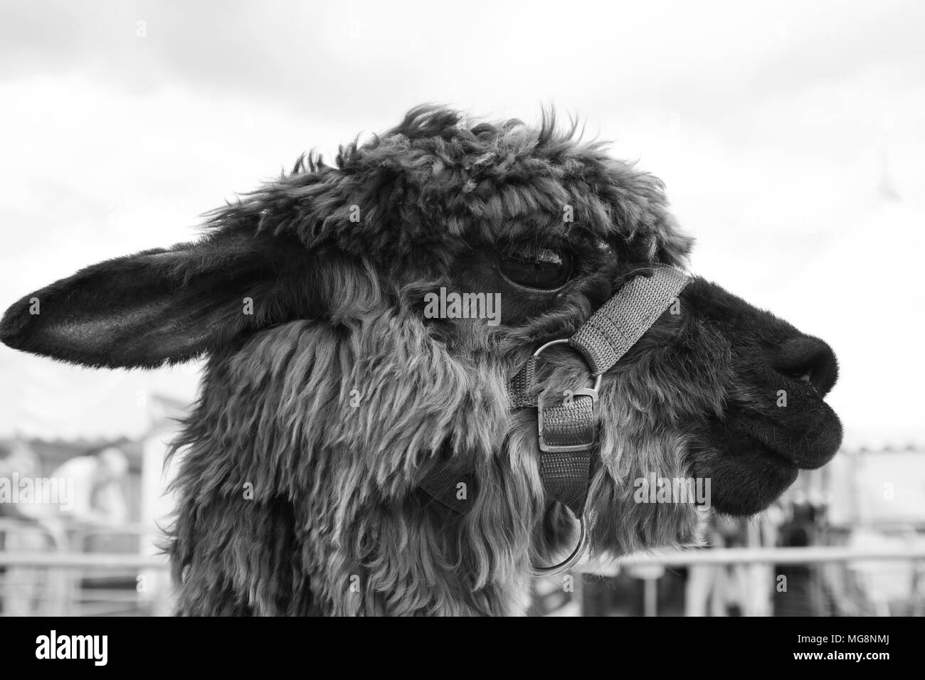 Ein alpaka Vicugna pacos, eine domestizierte Arten der Südamerikanischen camelid Stockfoto