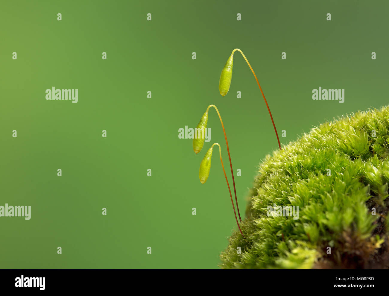 Moos-Samenkorn-Köpfe Stockfoto