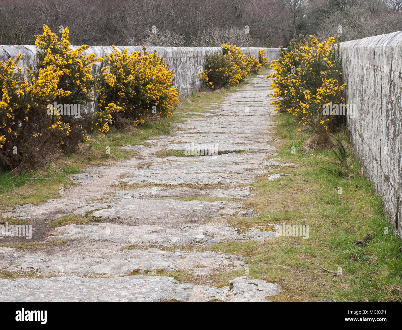 Luxulyan treffry Viadukt im Tal, Cornwall. Stockfoto