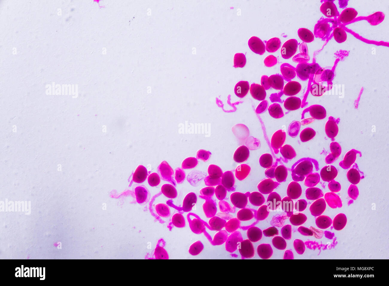 Hemerocallis citrina Reife staubbeutel unter dem Mikroskop - Abstrakte rosa Punkte auf weißem Hintergrund. Stockfoto