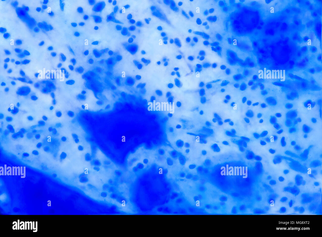 Nervenzellen unter dem Mikroskop - Abstrakte blaue Punkte auf weißem Hintergrund. Stockfoto