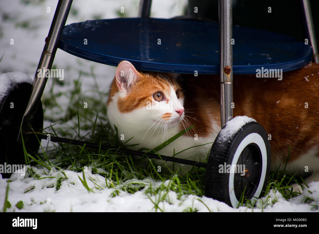 Schöne junge Ginger cat seinen ersten Schnee im Garten erleben Stockfoto
