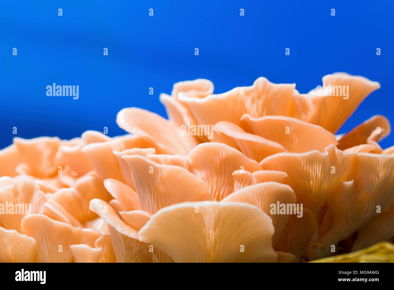 Rosa Austernpilzen (Pleurotus djamor). Stockfoto