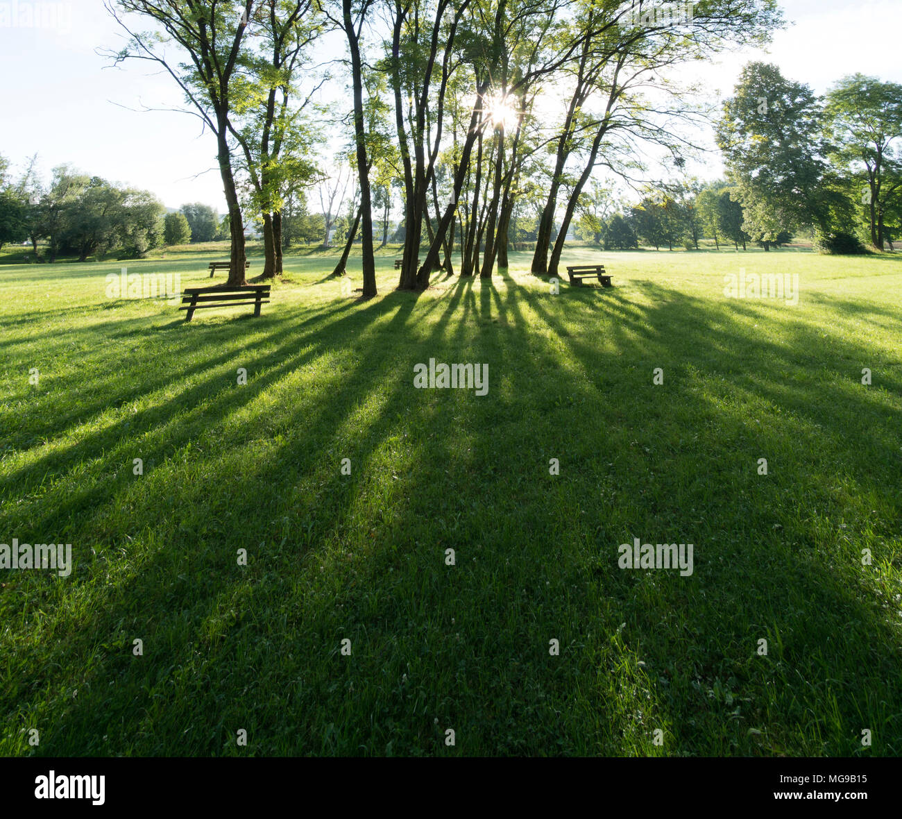Sonne durch Bäume im Park. Stockfoto