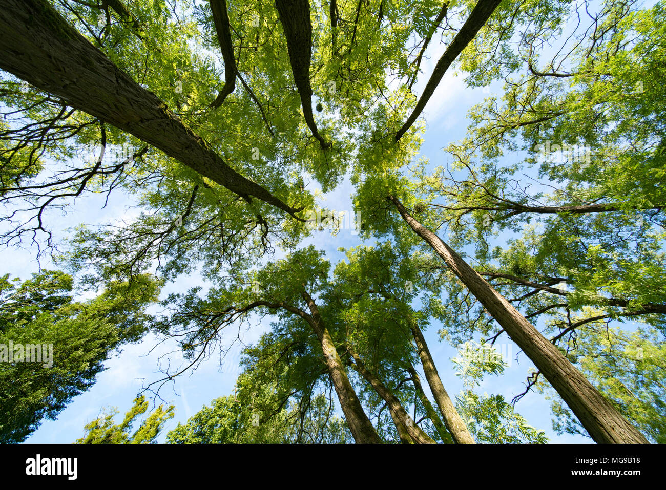 Baumkronen, Low Angle View. Stockfoto