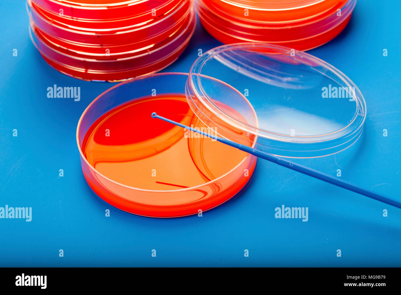 Petrischalen mit Blut Agar. Stockfoto