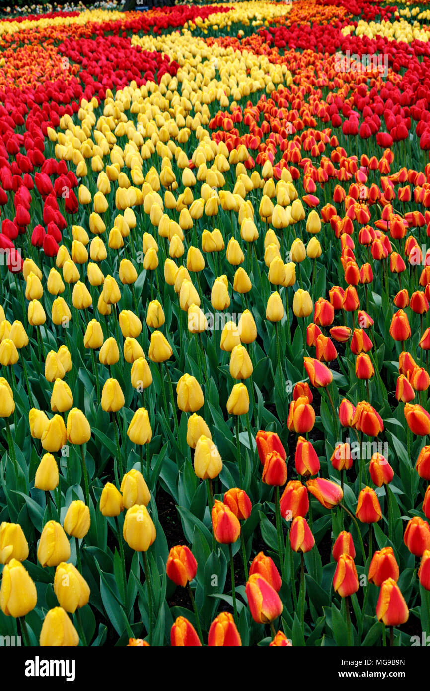 Blumenbeet von Tulpen (Tulipa sp.). Stockfoto