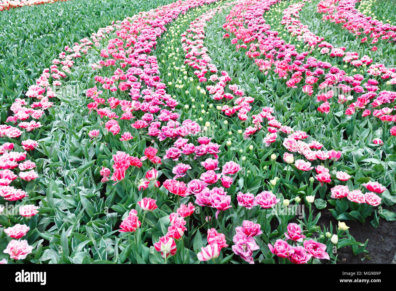 Blumenbeet von Tulpen (Tulipa sp.). Stockfoto
