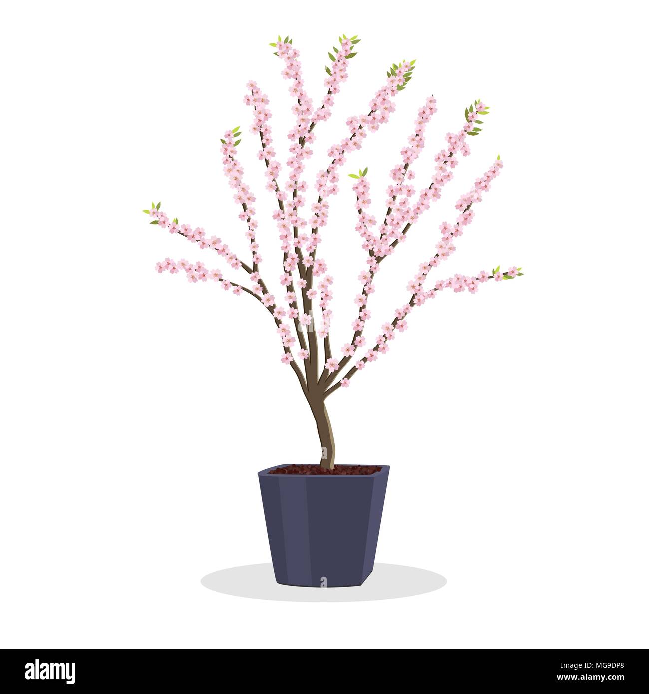 Kleine Pflaumenbaum in voller Blüte. Zwerg Frucht Baum auf dem Platz Blumentopf wachsen. Wachsenden Obstbäume im Container. Frühjahr blühen. Auf weiß isoliert. Gard Stock Vektor