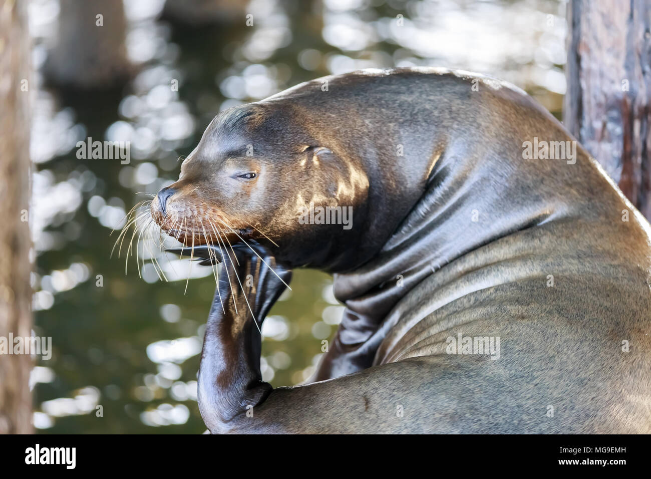 Kratzen fühlt sich gut an! Stockfoto