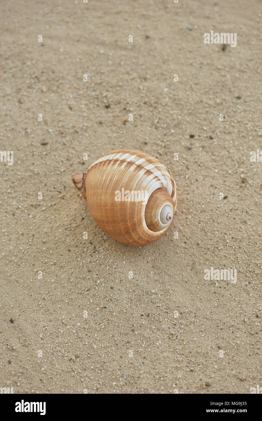 Sea Shell auf Edgewater Park Cleveland, Ohio USA Stockfoto