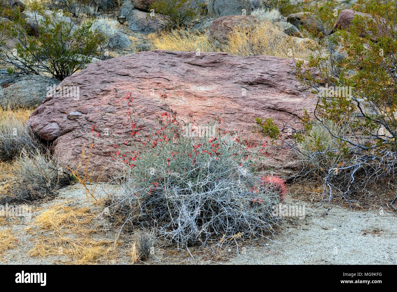 Glorietta Canyon, Anza Borrego, CA 180313_68225 Stockfoto