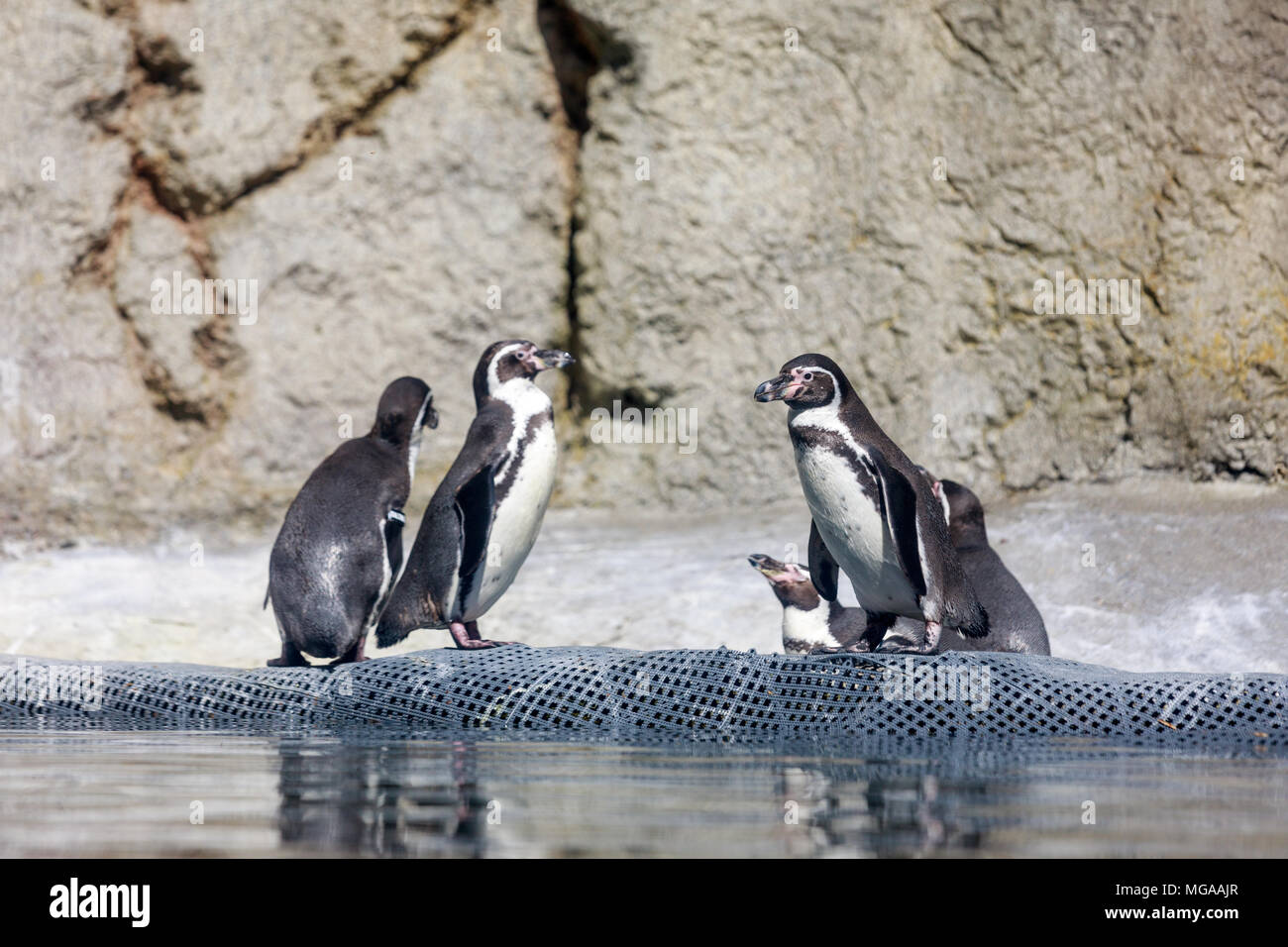 Humboldt-pinguin (Spheniscus Humboldti) an der Oregon Zoo Stockfoto