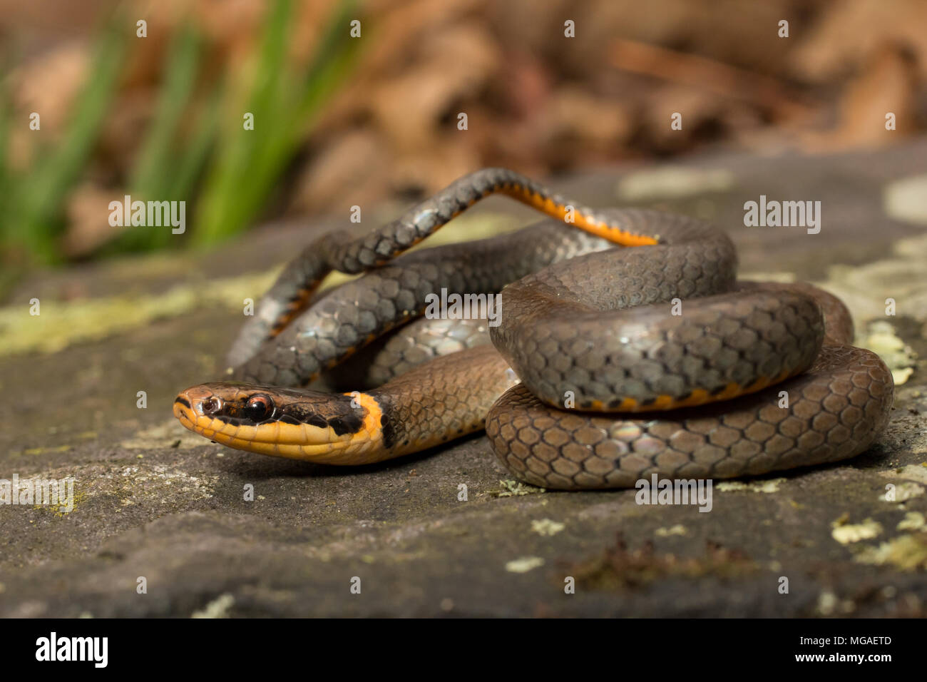 Nördlichen Ringneck Snake - Diadophis punctatus Stockfoto