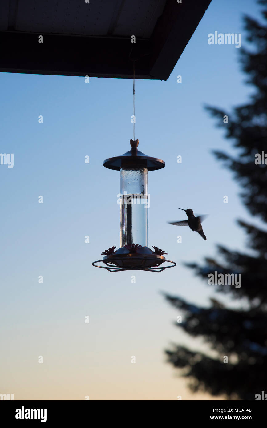 Ein Kolibri Fütterung aus einer speziellen Summenvogel Schrägförderer in den Sonnenuntergang in Vancouver, Kanada, während eines kalten Februar Monat. Stockfoto