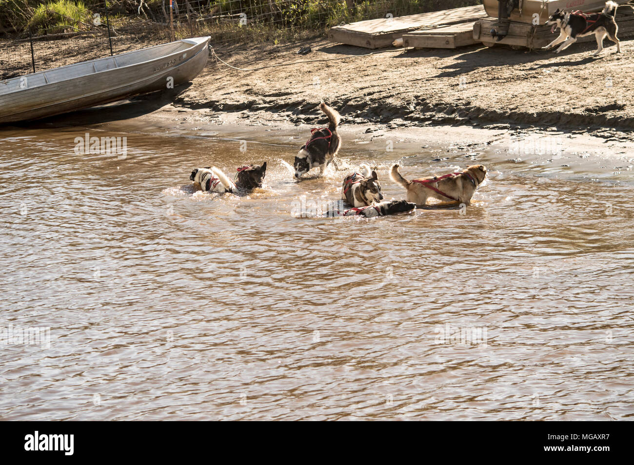 Die Alaskische Schlittenhunde spielen im Wasser an einem Frühlingstag in Fairbanks, Alaska Stockfoto
