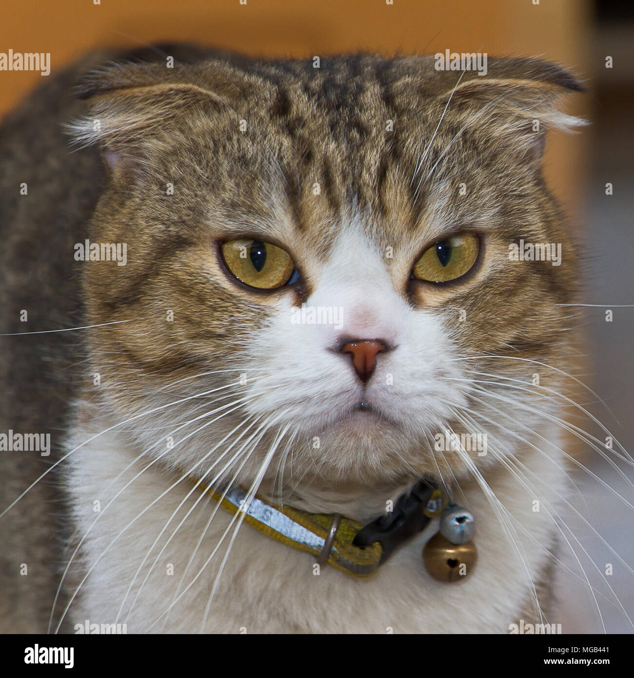 Porträt einer Grau gestreifte Katze Stockfoto