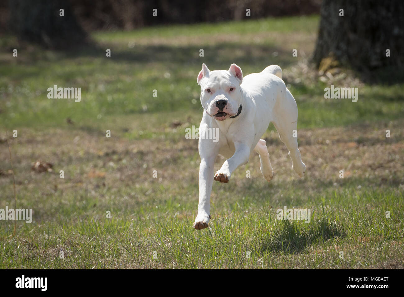Dogo Argentino Hund läuft Stockfoto