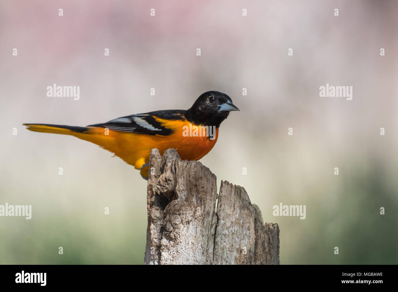 Baltimore Oriole bird Stockfoto
