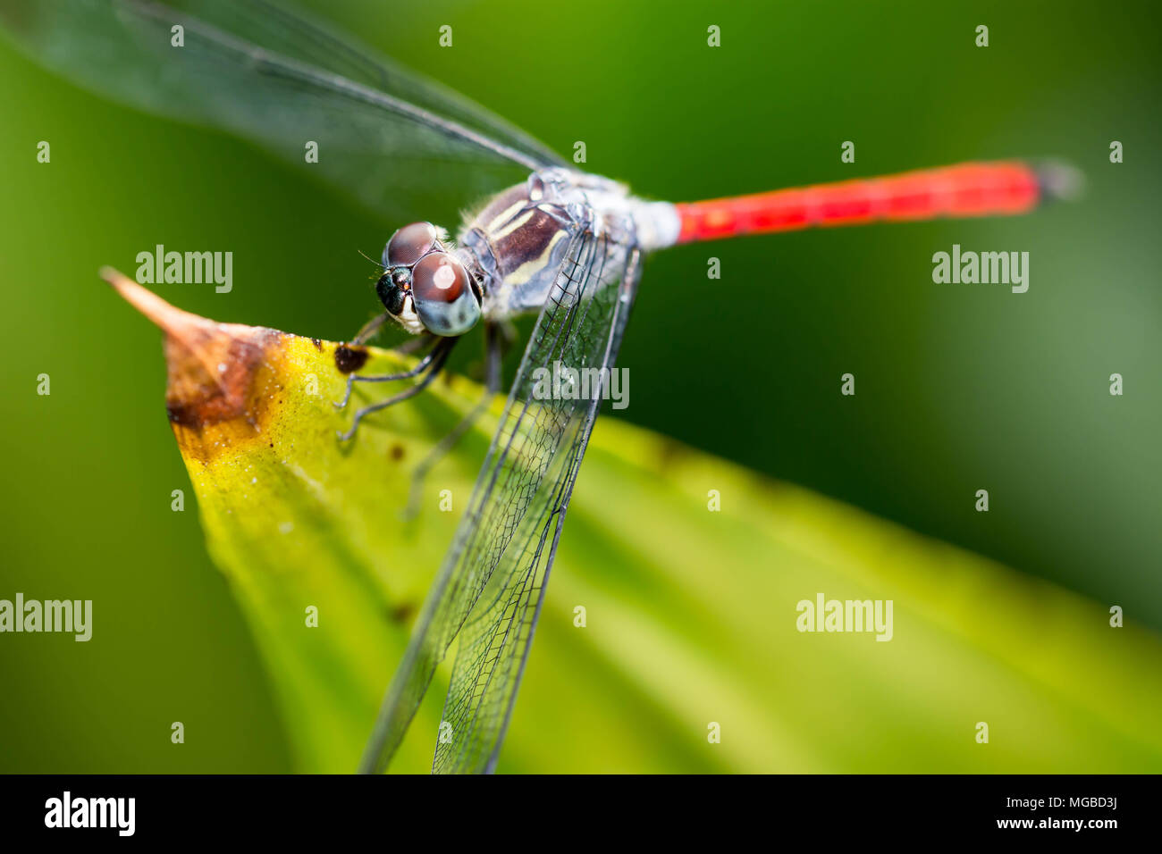 Makroaufnahme eines Drachen fliegen, während er auf ein Blatt Stockfoto