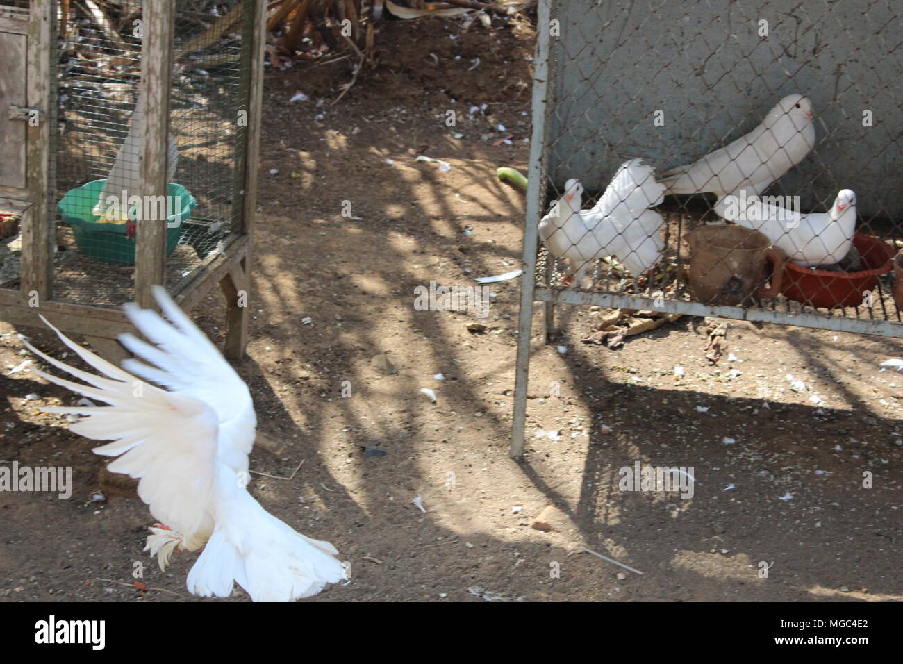 Weiße Taube, das Symbol der Reinheit der Liebe und des Herzens Stockfoto