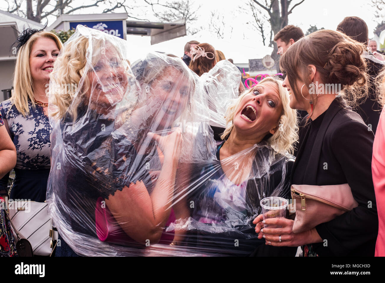 Gruppe von weiblichen Freunde Schutz vor Regen, unter einer wasserdichten Poncho transparent an der Grand National, Aintree, Liverpool, England, 9. April, 2016 Stockfoto