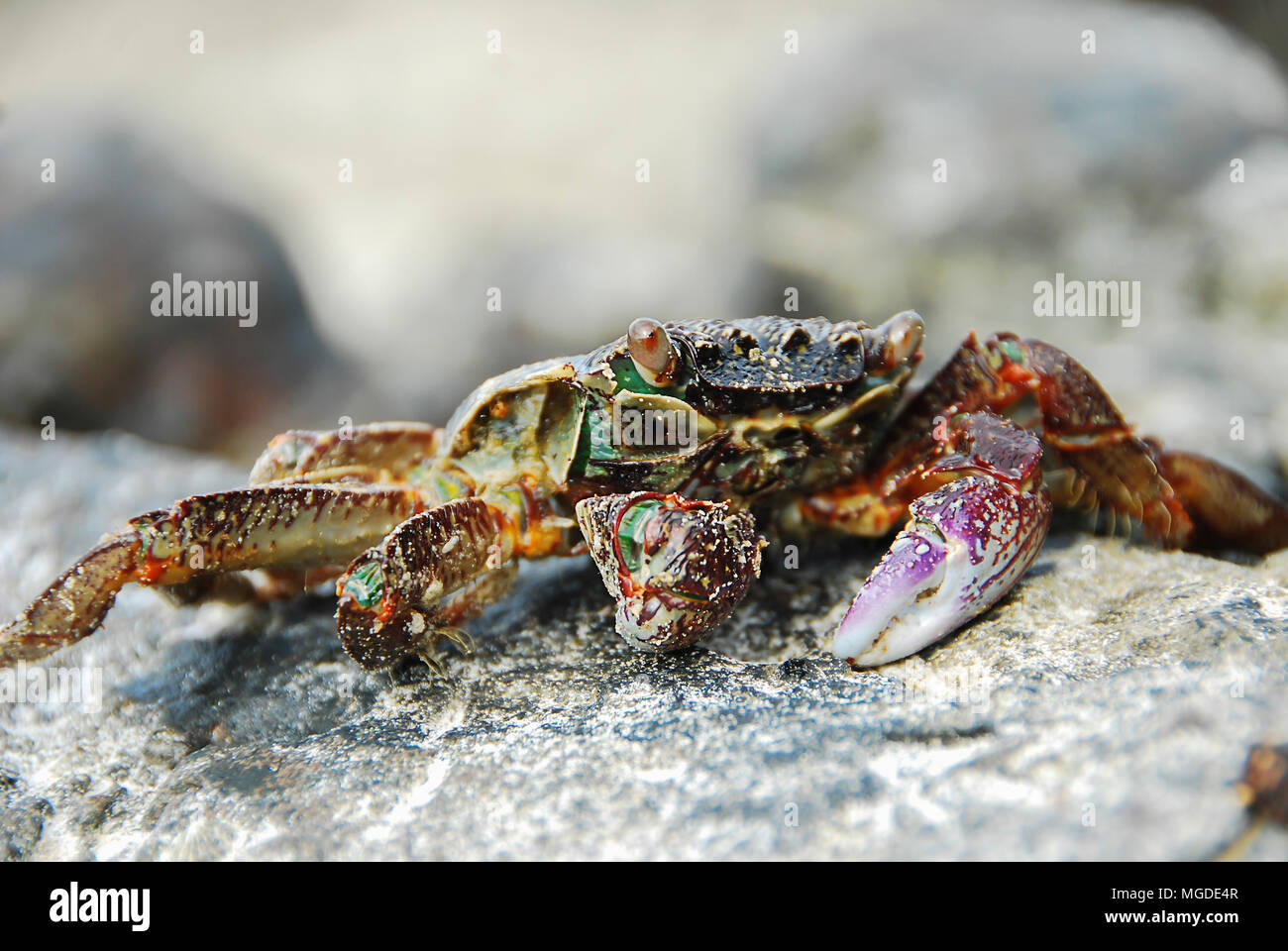 Bunte Crab decapoden, Gelb roten Beinen und blau grüne Streifen Panzers oder crabshell, Meer Krabbe in Süd Küste von Thailand Stockfoto