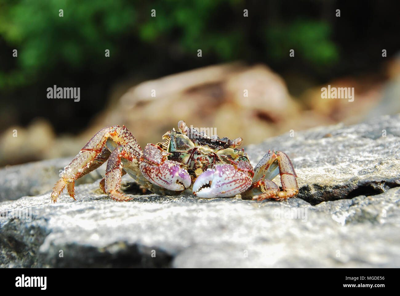 Bunte Crab decapoden, Gelb roten Beinen und blau grüne Streifen Panzers oder crabshell, Meer Krabbe in Süd Küste von Thailand Stockfoto