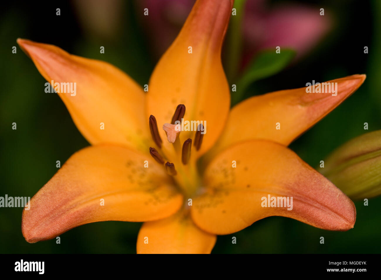 Eine Nahaufnahme eines Orange asiatische Lilie Blume mit Bokeh Stockfoto