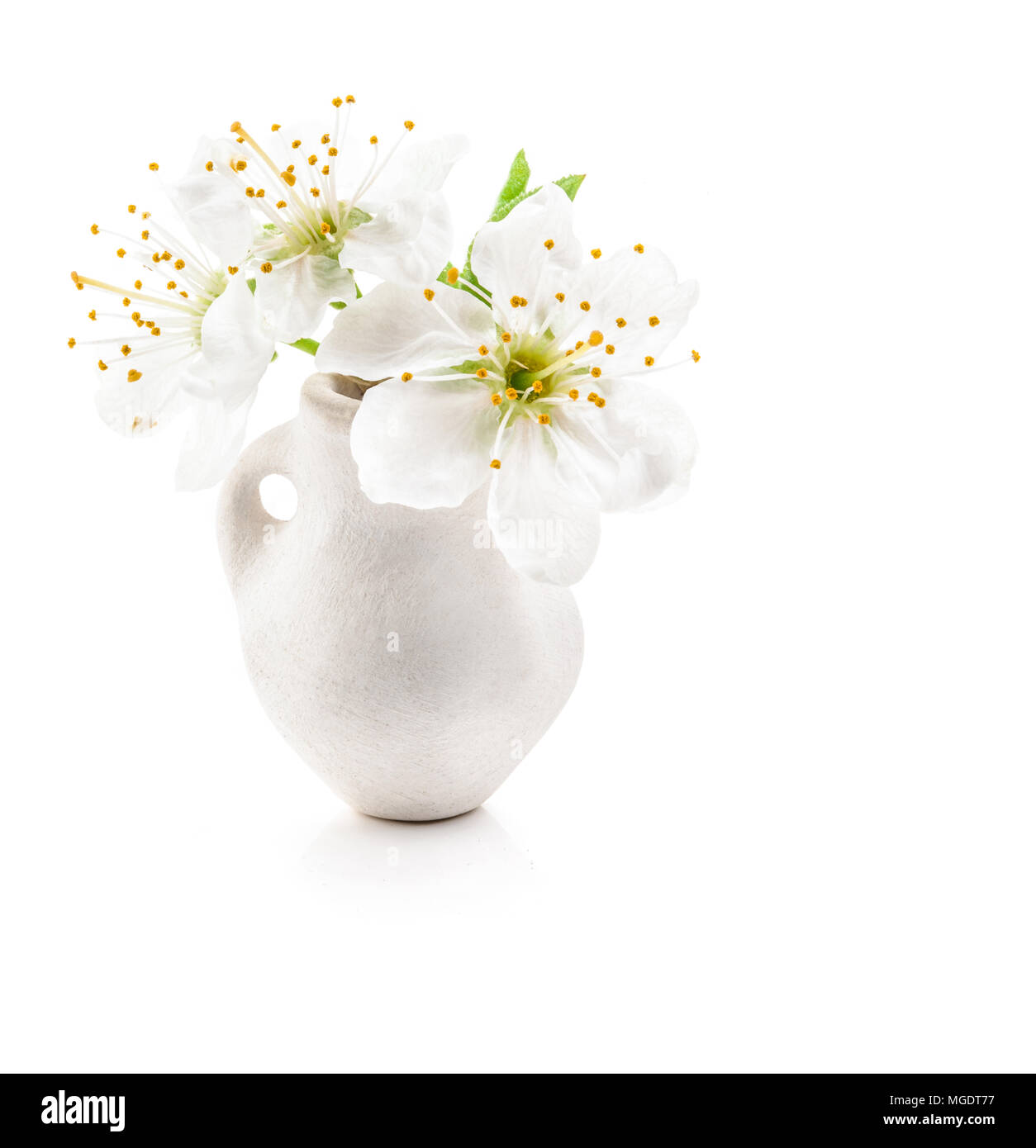 Kirschblüten im weiße Vase isoliert auf weißem Stockfoto